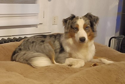 https://chiens-de-france.com/photo/chiens/2024_11/tn200/TN200_2026041507001669df1b60e4d98.jpg