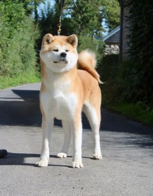 https://chiens-de-france.com/photo/chiens/2024_11/tn200/TN200_2026041519140969dfc761f1fea.jpg