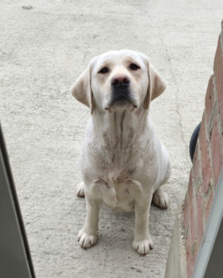 https://chiens-de-france.com/photo/chiens/2024_11/tn200/TN200_2026042912435169f1e0e75609e.png