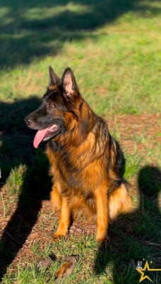 https://chiens-de-france.com/photo/chiens/2024_11/tn200/TN200_202606021434136a1ecdc5470dd.jpg