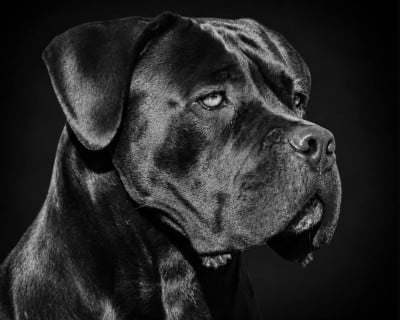 https://chiens-de-france.com/photo/chiens/2024_11/tn200/TN200_202606081545226a26c7725b044.jpg