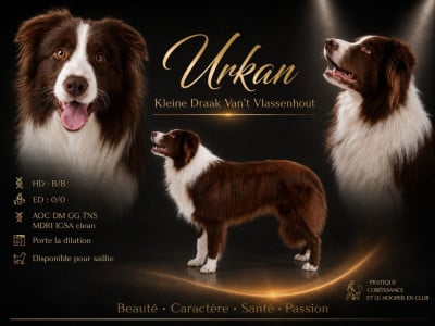 Urkan kleine draak van't vlassenhout