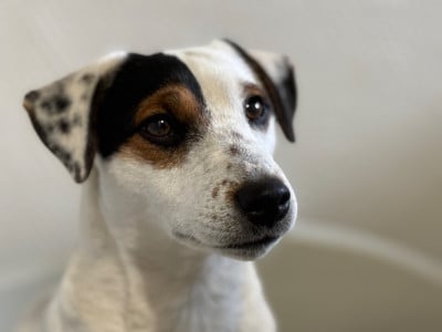 https://chiens-de-france.com/photo/chiens/2024_11/tn200/TN200_202607121730406a53b320e2b82.jpg