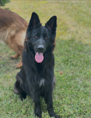 https://chiens-de-france.com/photo/chiens/2024_11/tn200/TN200_202607230905366a61bd40649d4.jpg