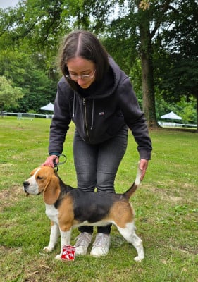 https://chiens-de-france.com/photo/chiens/2024_11/tn200/TN200_202608221846066a89d24ec7a80.jpg