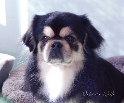 brill padme Star of future (dit buda)