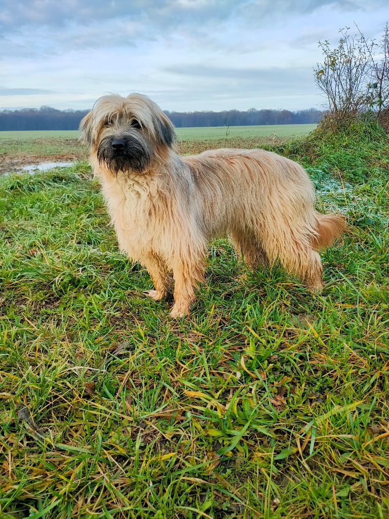 Chien - Vénus du lac de Faoug - Elevage du lac de Faoug - eleveur de ...