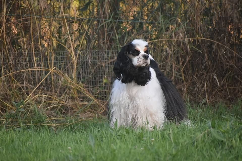 Les American Cocker Spaniel de l'affixe   Du Domaine D'Anteros