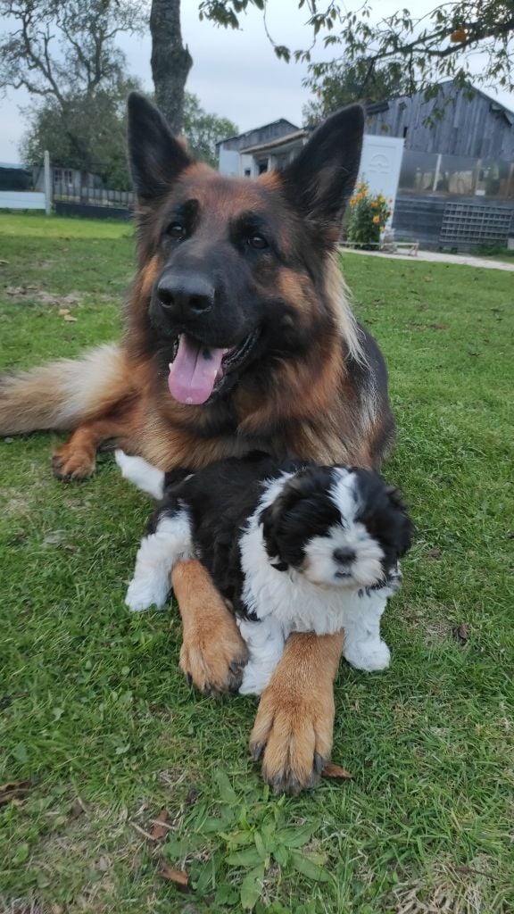 Les Berger Allemand Poil Long de l'affixe   Des Amours D'Arelaune