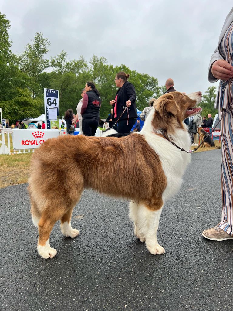 Chien - Uther Des Dragons Des Lacs