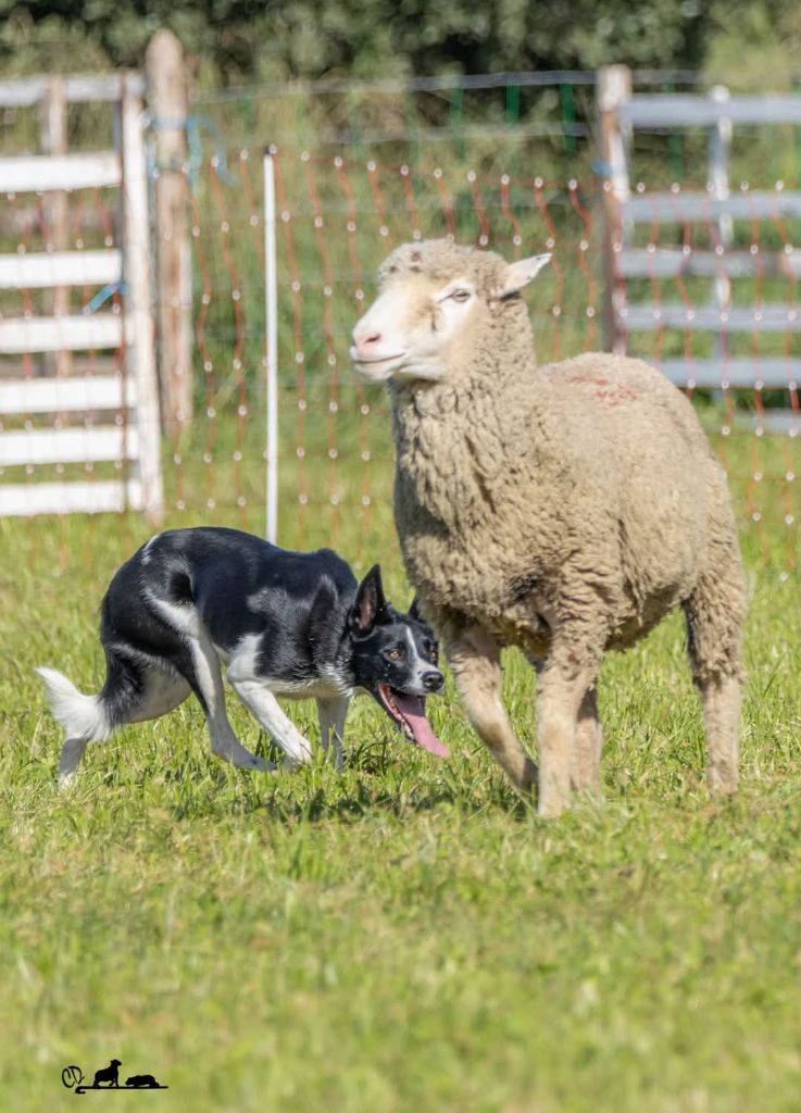 Les Border Collie de l'affixe   De FinBerYo