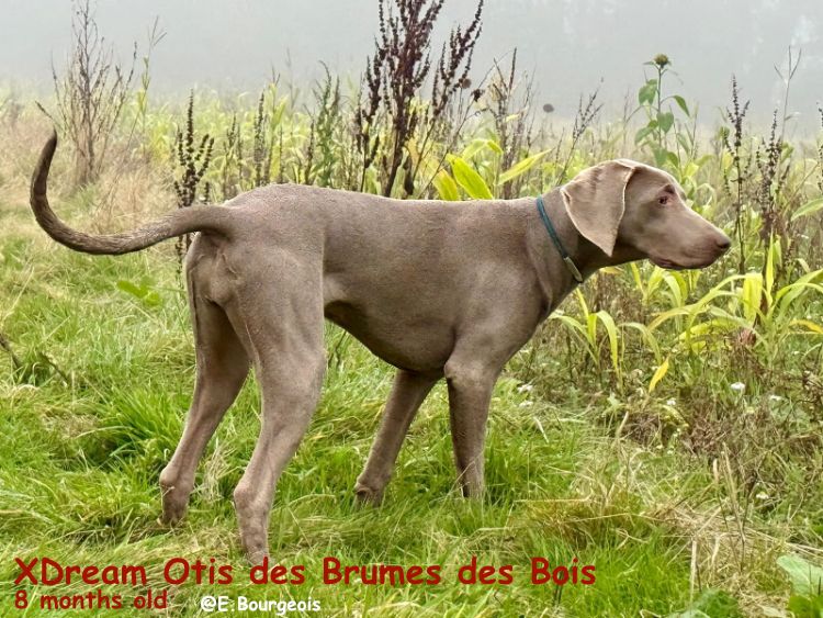 Xdream otis Des brumes des bois