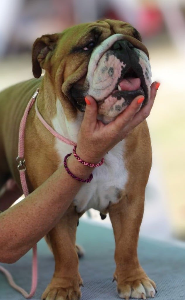 Les Bulldog Anglais de l'affixe   Des Ptits Boulis