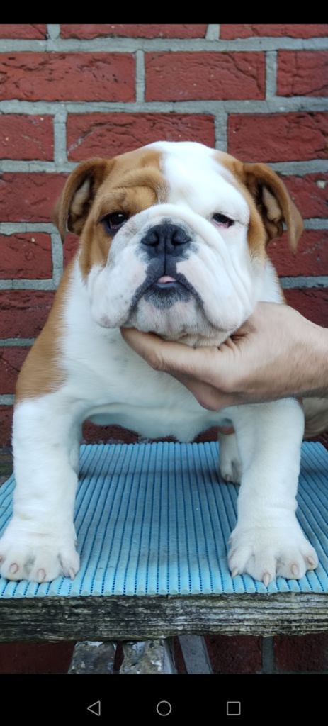 Les Bulldog Anglais de l'affixe   British Bulls Of Provins