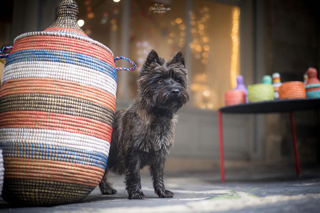 general.Les Cairn Terrier general.delaffixe  du Banc des Hermelles