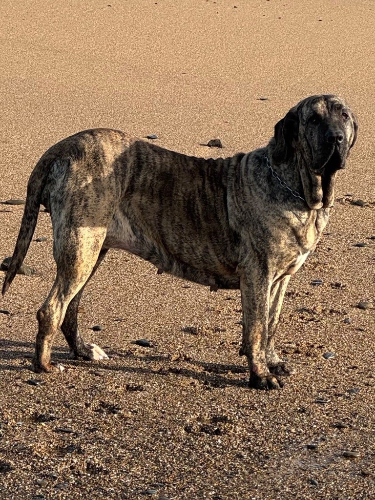 CH. Ginebra do bÉnito