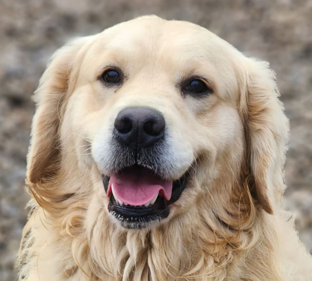 Les Golden Retriever de l'affixe   des Anges de la Claie