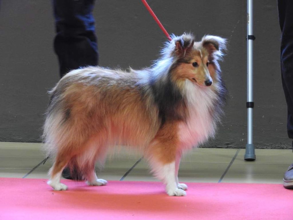 Les Shetland Sheepdog de l'affixe   du Domaine des Airaudes