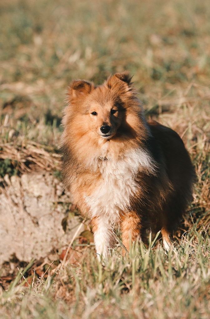 Valinor's pointy ears De La Tribu d'Hanayaawa