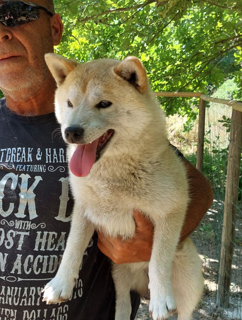 Les Shiba de l'affixe   Du Lac De Beaulieu