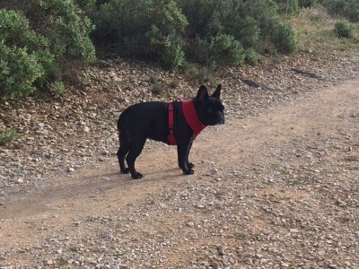 https://chiens-de-france.com/photo/chiens/2024_12/tn200/TN200_202510281918526901090c79352.jpg