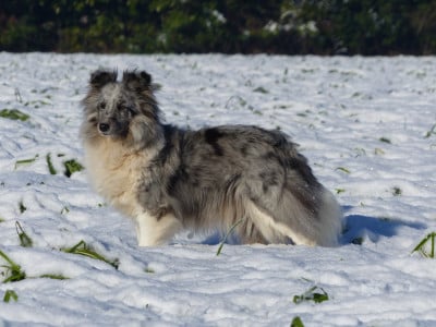 https://chiens-de-france.com/photo/chiens/2024_12/tn200/TN200_20260106205554695d68cae1fae.jpg