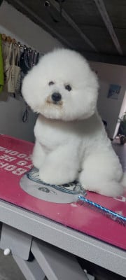CH. Beauty regina bichon