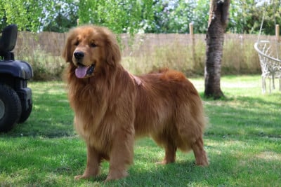 yellowhouse Magic diamond kovu