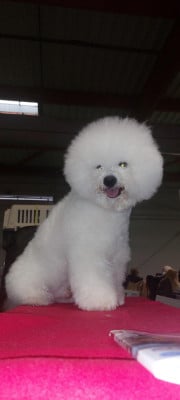 CH. Beauty regina bichon