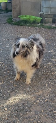 https://chiens-de-france.com/photo/chiens/2024_12/tn200/TN200_202605141118476a059377d3716.jpg