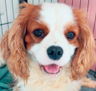 https://chiens-de-france.com/photo/chiens/2024_12/tn200/TN200_202607071917386a4d34b227759.jpg