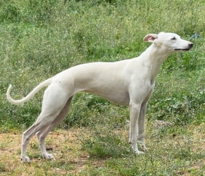 https://chiens-de-france.com/photo/chiens/2024_12/tn200/TN200_202608161220496a818f01ab98f.jpg