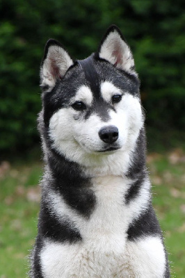https://chiens-de-france.com/photo/chiens/2024_12/tn200/TN200_chiens-Siberian-Husky-b4ca8c0e-08b7-9854-355a-bb17151cca9c_min.jpg