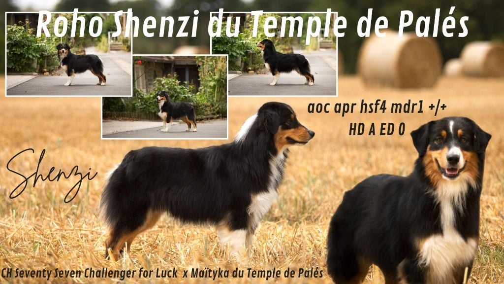 Roho shenzi du temple de Palés