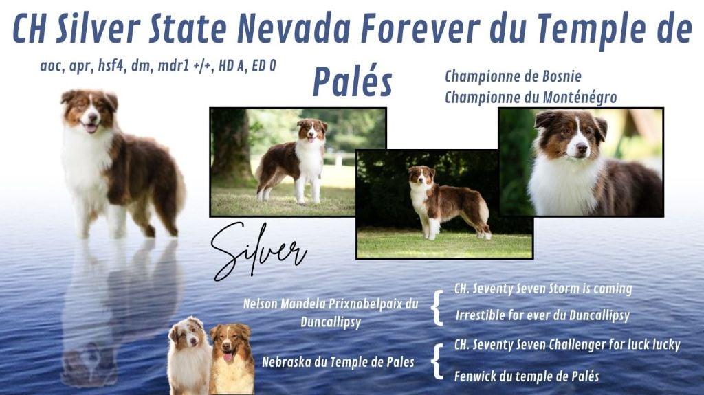 CH. Silver state nevada forever du temple de Palés