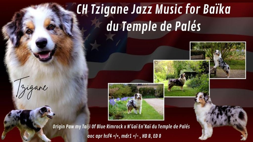 CH. Tzigane jazz music for baïka du temple de Palés