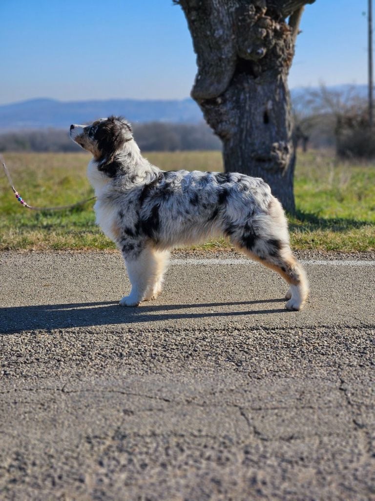 Victime de la mode du domaine de la Camosciara