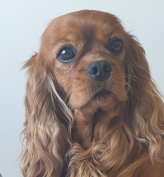 Les Cavalier King Charles Spaniel de l'affixe   Des Petits Charlots