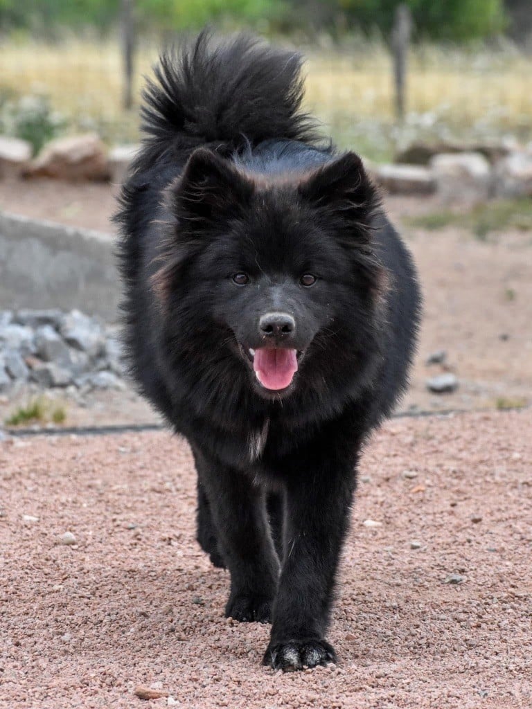 Les Chien finnois de Laponie de l'affixe   De La Vallée Féérique