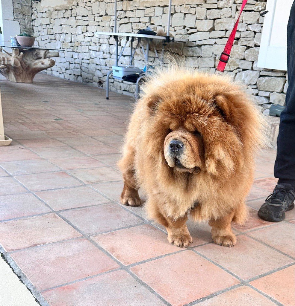 Les Chow Chow de l'affixe   Des Joyaux De Tsar