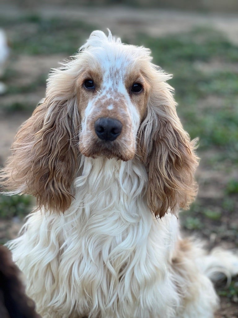 Les Cocker Spaniel Anglais de l'affixe   Des Niglots Du Gard