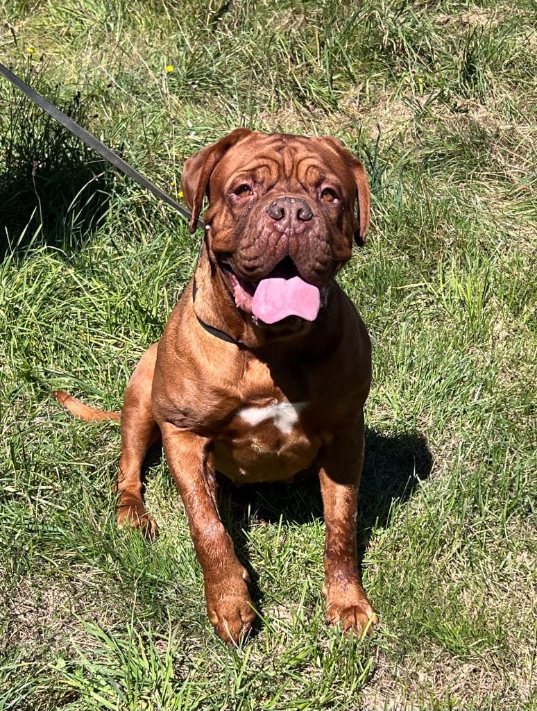 Les Dogue de Bordeaux de l'affixe   Des Gardiens De La Plaine