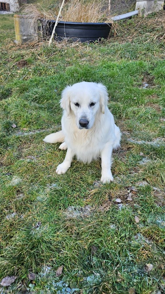 Les Golden Retriever de l'affixe   du Moulin de Bonneval