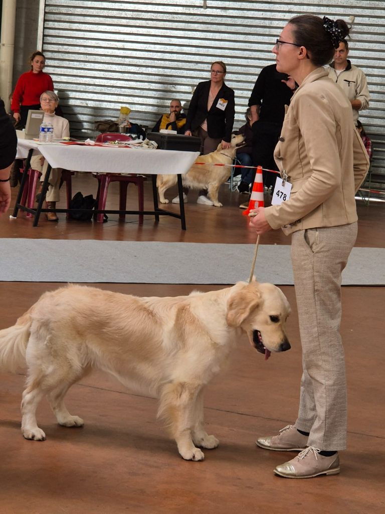 Ultra chic Des Puppys Goldens Love