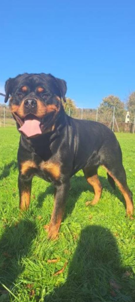 Les Rottweiler de l'affixe   Katia Becker