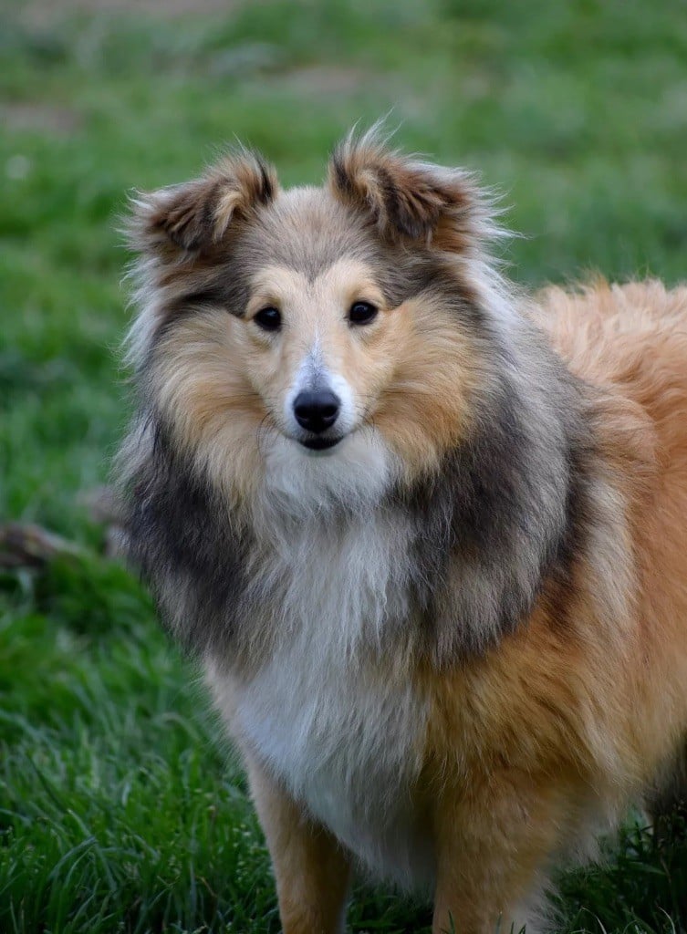 Les Shetland Sheepdog de l'affixe   Astra Meum