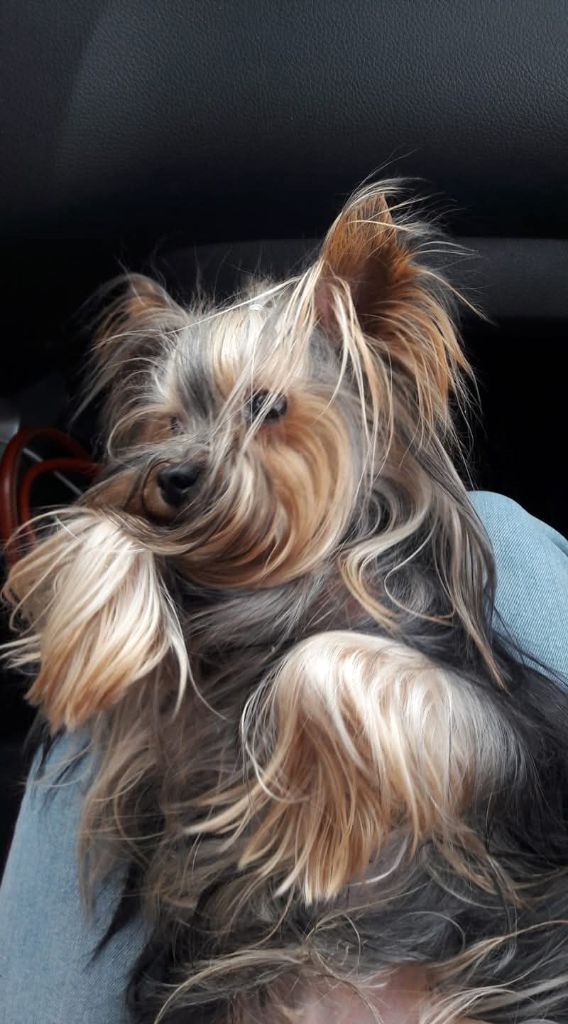 Les Yorkshire Terrier de l'affixe   Du logis de beaumanoir