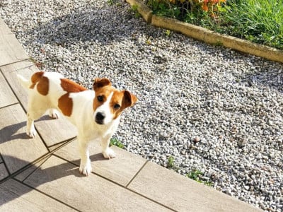 https://chiens-de-france.com/photo/chiens/2025_01/tn200/TN200_20251212151701693c23dd349f6.jpg
