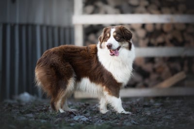 https://chiens-de-france.com/photo/chiens/2025_01/tn200/TN200_2025121514225769400bb1aca1a.jpeg