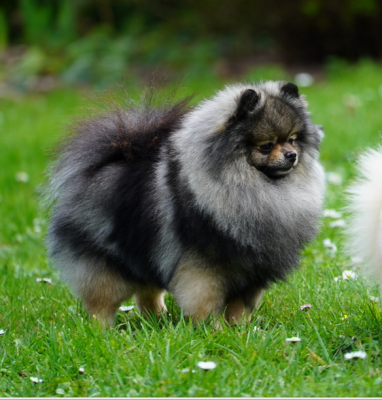 accessoire Uolter wins